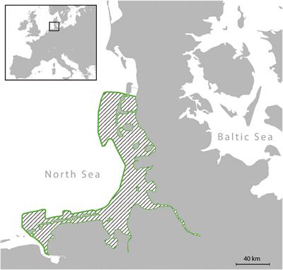 Tooth Microwear Texture in the Eastern Atlantic Harbour Seals (Phoca vitulina vitulina) of the German Wadden Sea and Its Implications for Long Term Dietary and Ecosystem Changes